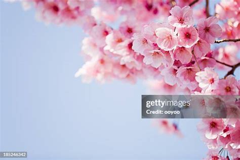 foto do sakura|134,015 Sakura Stock Photos & High